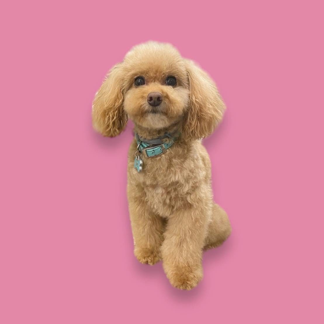Paris, Britni's toy poodle mascot, on a pink backdrop
